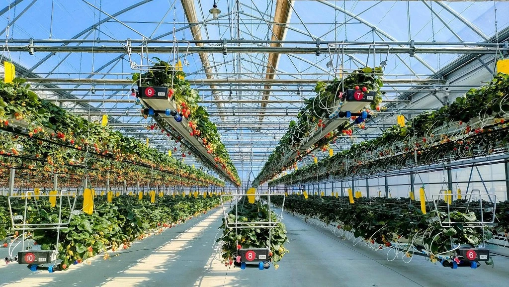smart farm LED display solution smart farm LED display solution